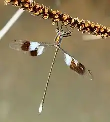 Male