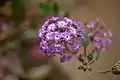 Nyctaginaceae Pink sand verbena abronia umbellata