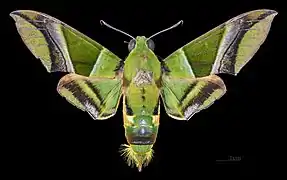 Oryba kadeni ♂