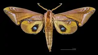 Paonias astylus ♂
