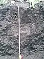 Pellic Vertisol profile
