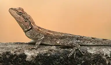 Head