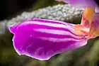 Detail of striped labellum