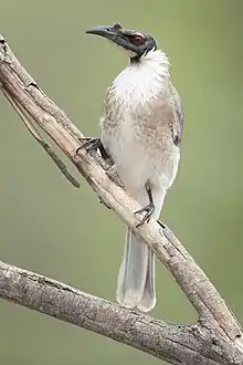 Philemon corniculatus - Glen Davis
