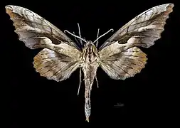 Male P. d. perundulans, dorsal view