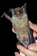Image of Phyllostomus discolor.