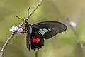 male P. e. timiasColombia
