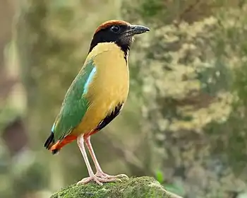 Pitta versicolor - Kembla Heights