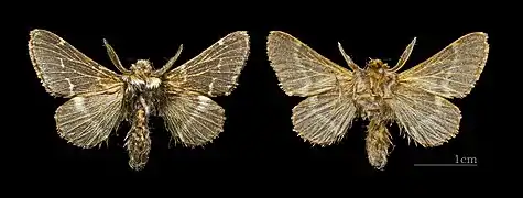 Both side mounted specimen ♂