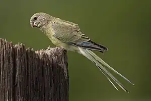 Psephotus haematonotus female - Cornwallis Rd
