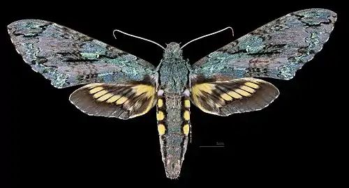 Female dorsal