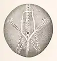 Dorsal surface of test