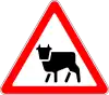 Animals (cattle)