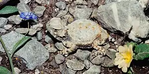 Roundtail horned lizard (Phrynosoma modestum), Tamaulipas, Mexico