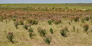 Saltmarsh fleabane (Pluchea odorata), Brazoria National Wildlife Refuge, Brazoria County, Texas, USA (24 August 2013).