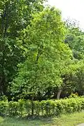 foliage