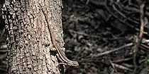 Rosebelly lizard (Sceloporus marmoratus), in situ, Hidalgo County, Texas