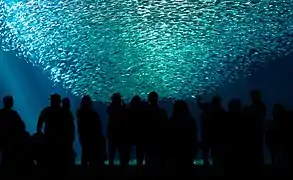 Visitors look through a very large window into an aquarium containing a school of Pacific sardines