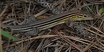Prairie racerunner (Aspidoscelis sexlineata) in situ, Hardin County, Texas