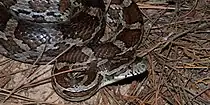 Slowinski's cornsnake (Pantherophis slowinskii), in situ, Colorado County, Texas