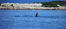 Southern right whale at Lipson Cove, Spencer Gulf, South Australia. Lipson Island Conservation Park appears in the background.