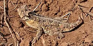 Texas horned lizard (Phrynosoma cornutum), Armstrong County, Texas