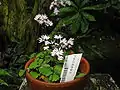 Thalictrum kiusianum