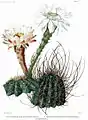 Acanthocalycium leucanthum in The Cactaceae (1919-1923) by Britton et Rose, Vol. III.