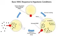 Basic outline of a VRAC in RVD.