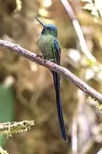male in Colombia