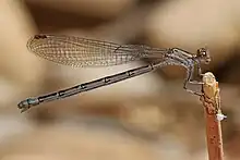 Vivid dancer, Argia vivida