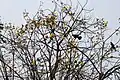Flowering canopy